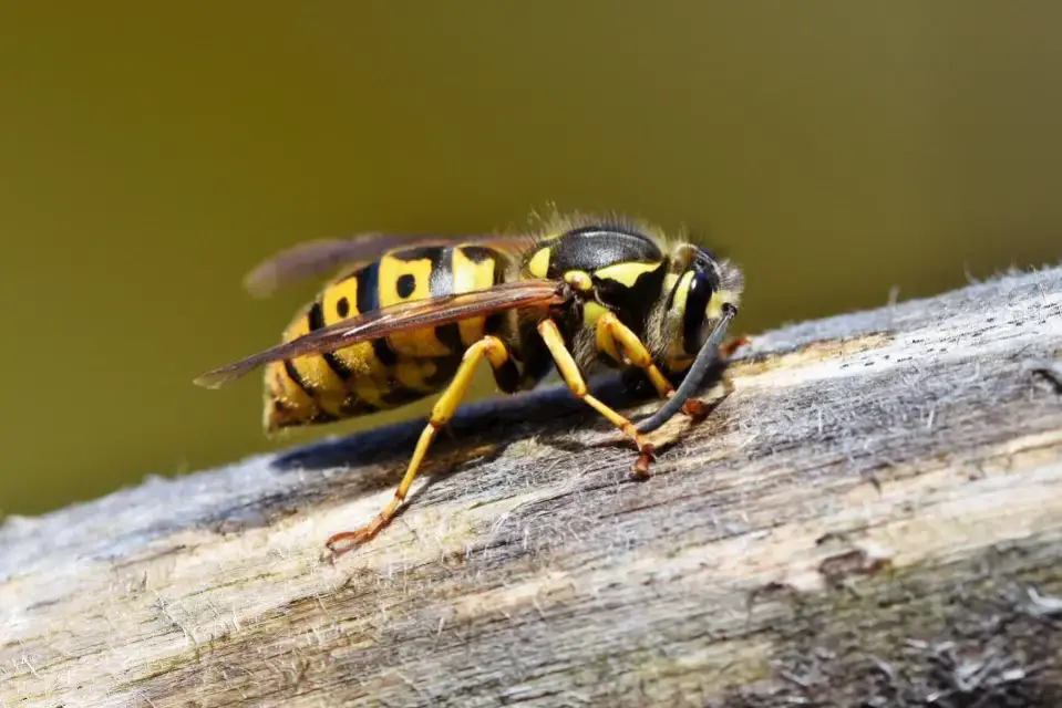 Élimination des nids de guêpes et frelons - partenaire Allo la Guêpe
