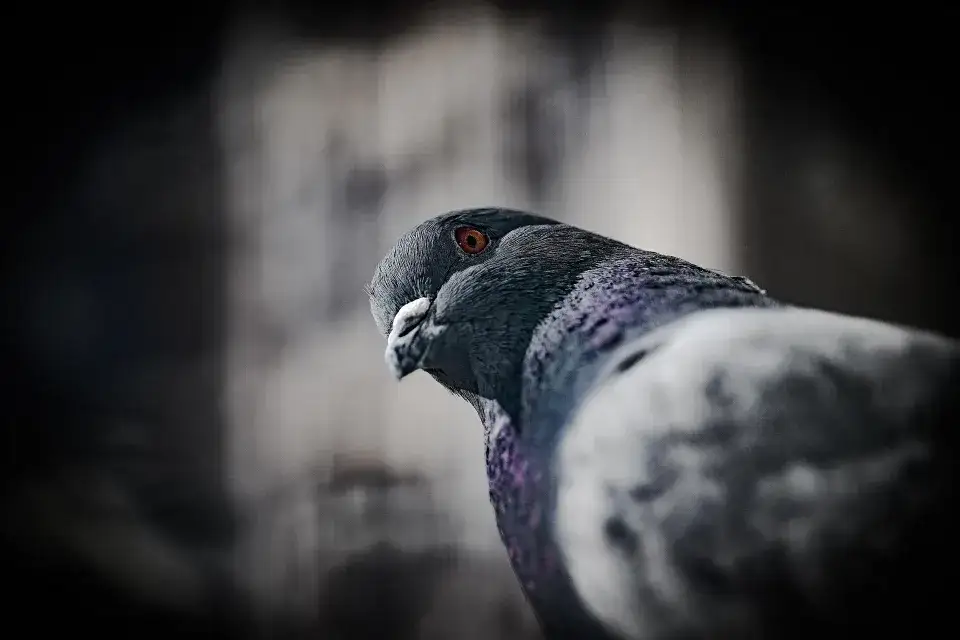 Dépigeonnage - protection des bâtiments contre les pigeons