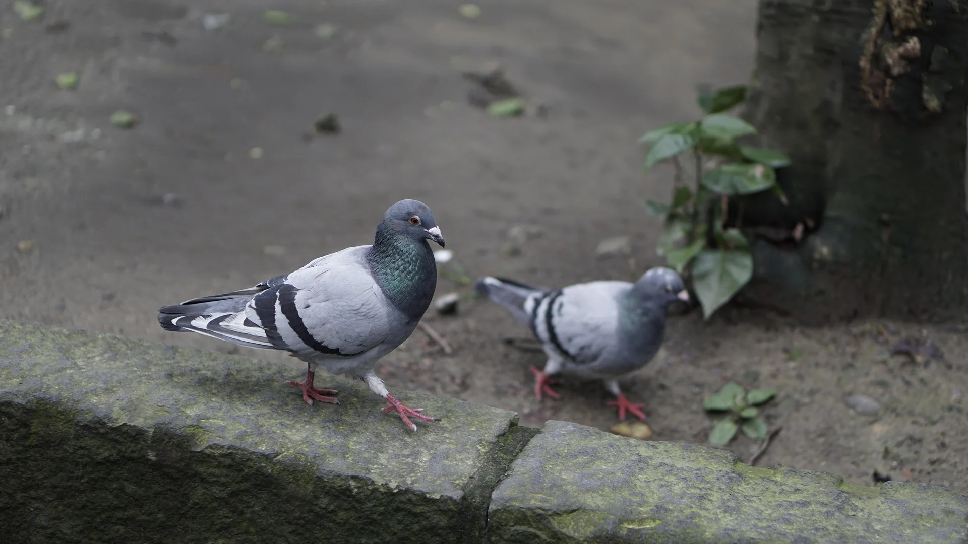 Pigeon couple