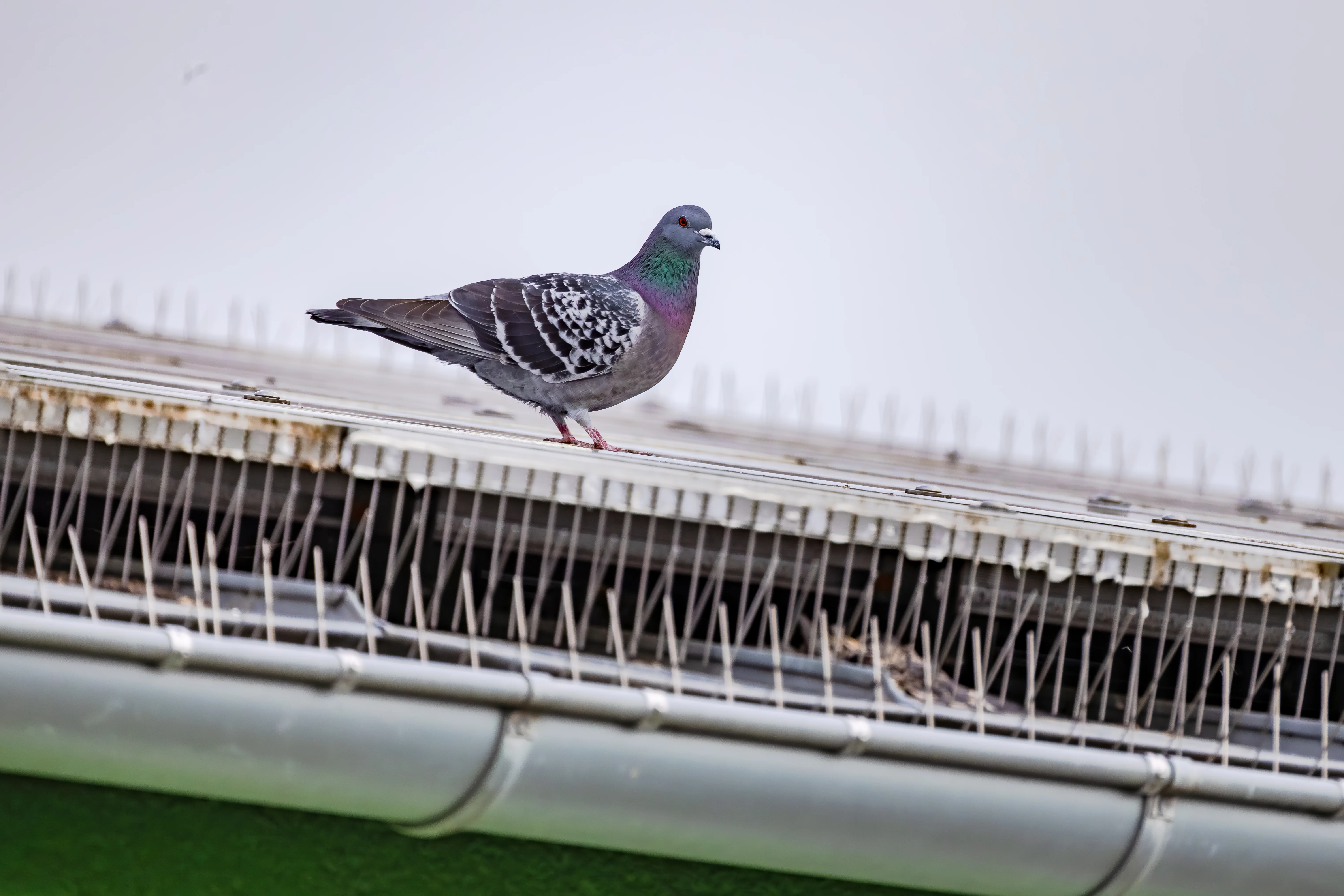 Pigeon sur un toit