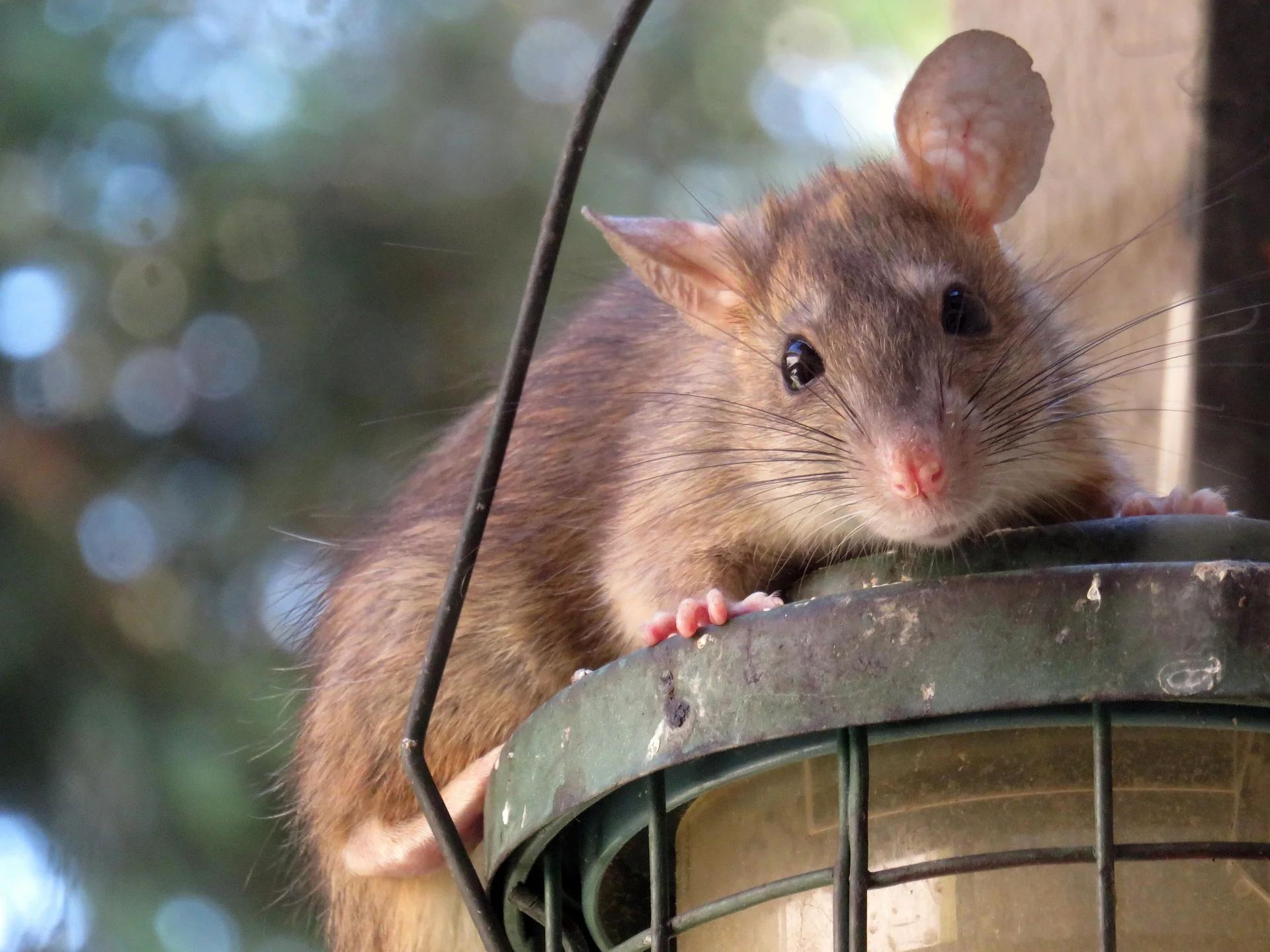 Le rat noir